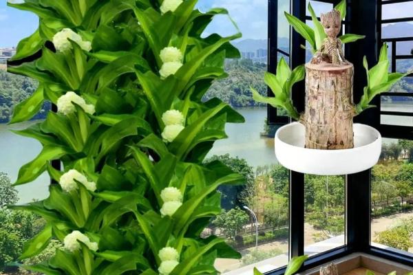 水命人的植物选择：哪些植物能为你的生活带来好运？