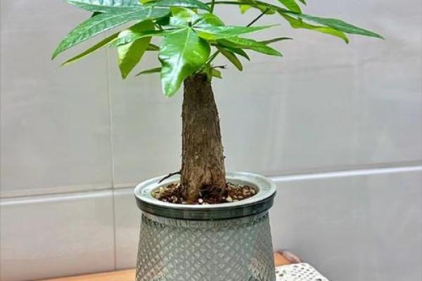 大林命的绿植选择:让生活充满生机与活力! 大林命的绿植选择:让生活充满生机与活力!