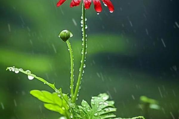 深入探讨大势至菩萨的力量与命运之道 深入探讨大势至菩萨的力量与命运之道