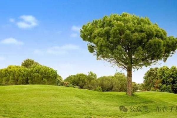 探索土命的颜色选择：为生命增添活力与平衡