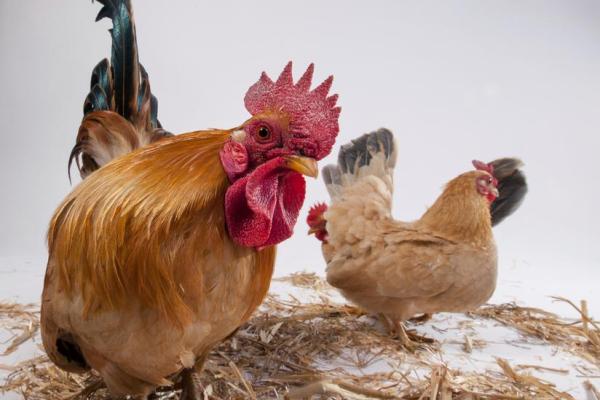 1993年属鸡男的性格与命运解析:揭示你的潜力与未来 1993年属鸡男的性格与命运解析:揭示你的潜力与未来