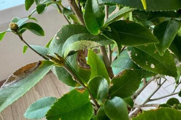 为什么养花养不好?揭示常见误区与解决之道 为什么养花养不好?揭示常见误区与解决之道