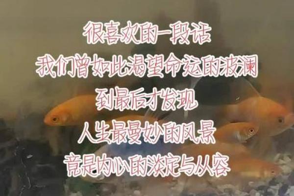 219年属猪的命运解析与人生启示