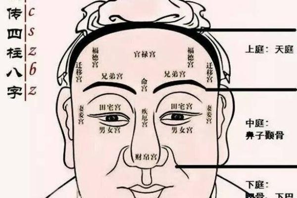 狐狸眼的人是什么命：揭秘神秘面相背后的性格与命运