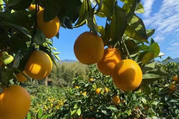 火命鼠适合的颜色解析：炽热与温暖的选择之美