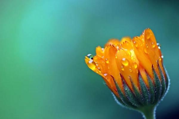 根据命理选择合适的花卉，提升生活美感与运势