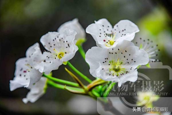 女子梨花命：用心灵歌唱生活之美