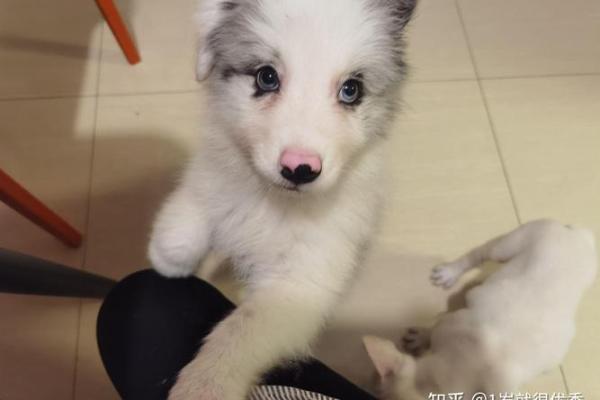 宠物命好：你不知道的那些宠物幸福秘密