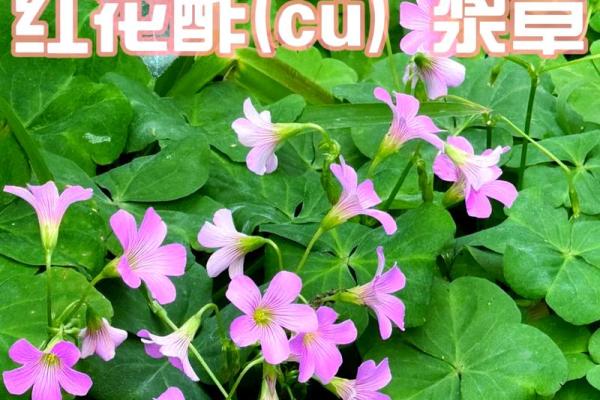 2018年狗狗属什么命？探秘狗年吉祥与命理知识