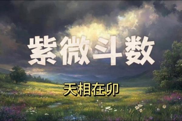 紫薇命格解析：揭秘最有钱的命格特征与财富之路