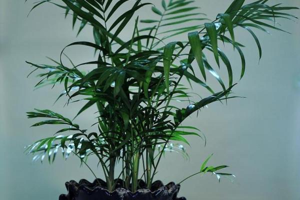 大海水命：适合种植的植物选择及养护指南