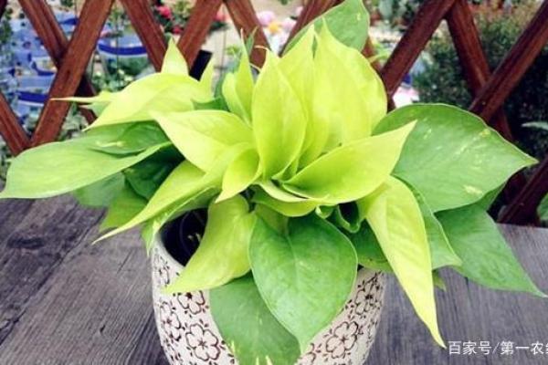 火命人适合养哪些植物？帮助提升运势的绿意选择！