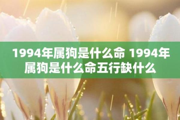 2023年生小狗的命运解析：从五行看未来的生活与性格