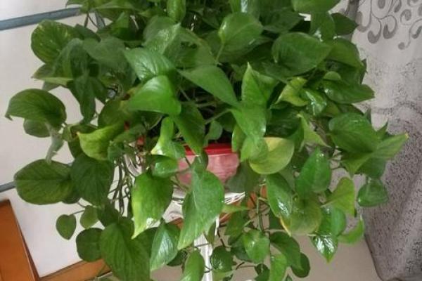 火命人适合养哪些植物？帮助提升运势的绿意选择！