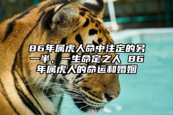 2023年属虎人命运解析：运势、财运、感情与职场全解析