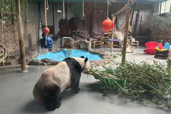 命格诡异与神秘动物之间的奇妙联系