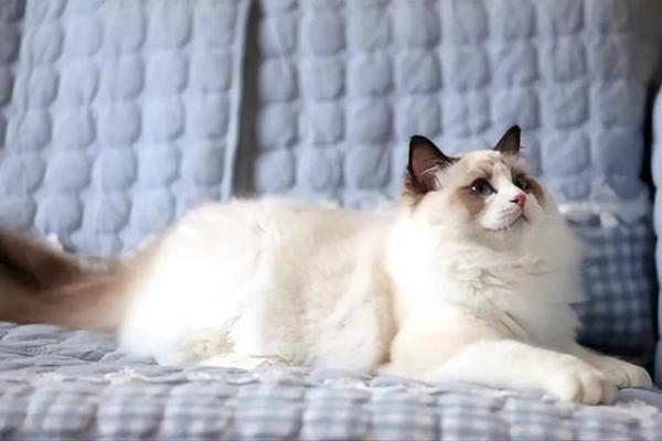 2022属猫的命运解析：揭示猫年人生活中的机遇与挑战