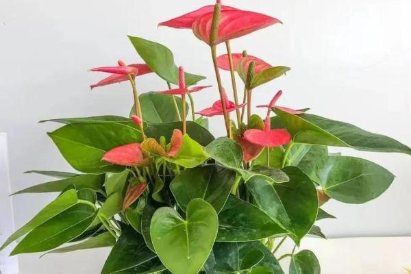 命里缺水的人适合养哪些花卉？让我们来探讨一下！