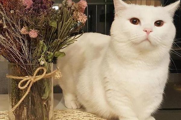 2022属猫的命运解析：揭示猫年人生活中的机遇与挑战