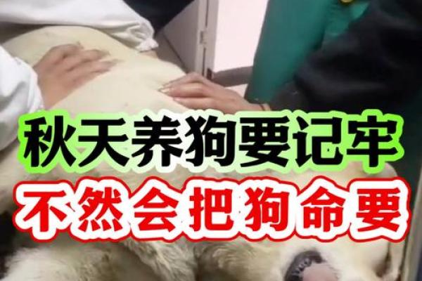 不同命格的人为何不宜养狗？揭秘其中的奥秘！