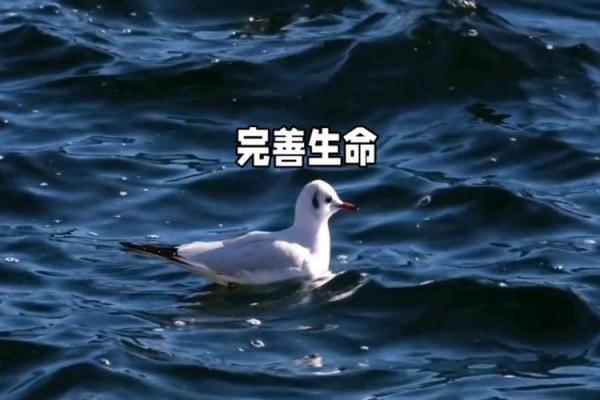 1024出生的人命运解析：探索生命的奥秘与独特性