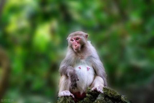 80年代猴子命：揭示生肖猴的命运和特点