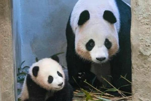 揭秘熊猫：运势与命格类型的深度分析