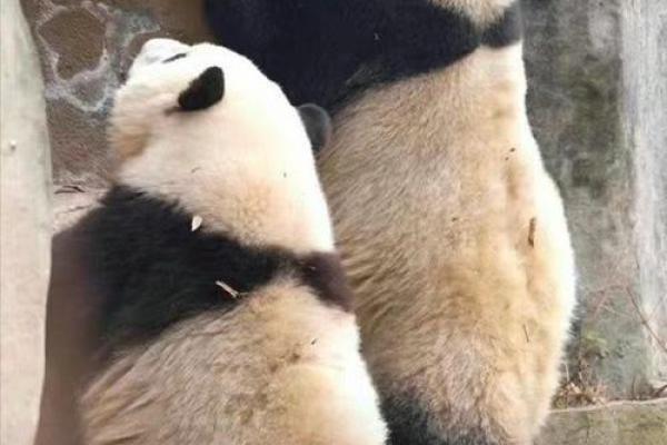 揭秘熊猫：运势与命格类型的深度分析