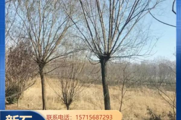 土命中最佳土壤的探索：强韧与包容的生命之源