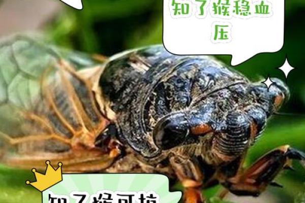 探秘：乳房下有猴子的奥秘与命运解读