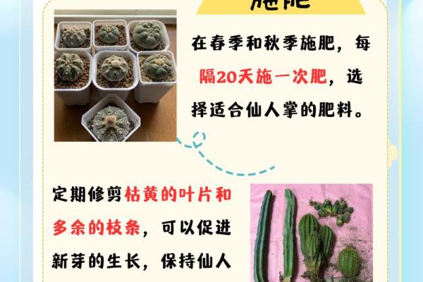 沙土命的鱼儿：选择与养护指南