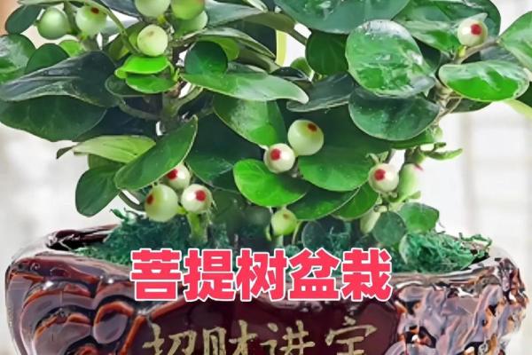 海中金命之人为何选择特定菩提？探秘佩戴的智慧与寓意