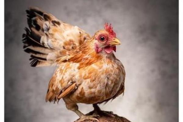 夏日炎炎，鸡命为何如此特别？让我们走进夏天的鸡的世界！