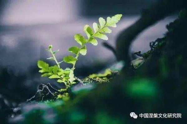 随缘崇命：生活中的自在与智慧