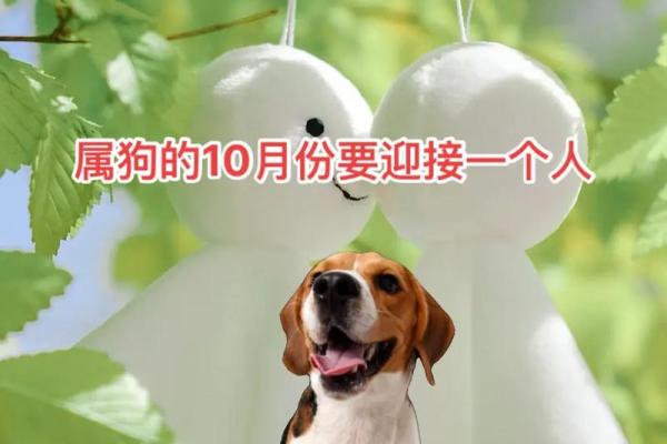 70年属狗正月命理解析：揭示你的性格与运势秘密