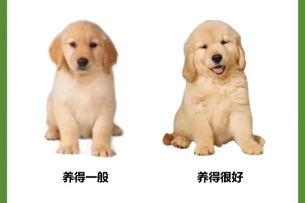 1980年狗年出生者的命运解析与人生启示