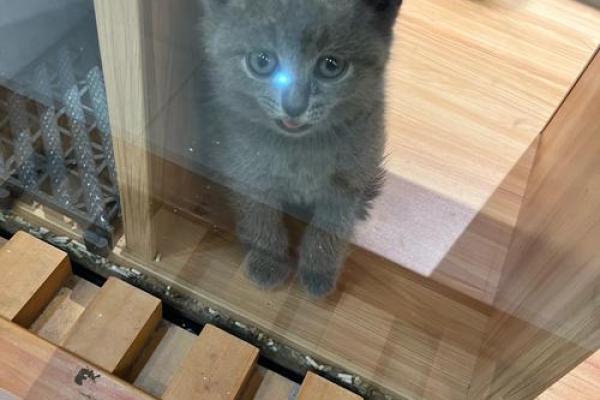 九命猫的家居之选：打造舒适的猫咪乐园