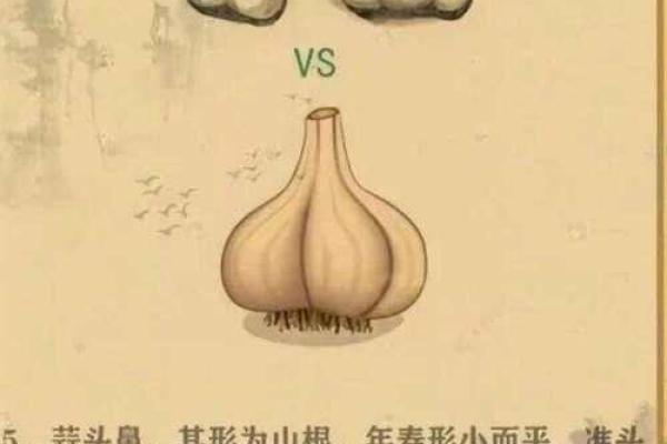 解密相面：塌鼻梁与宽鼻翼对命运的影响