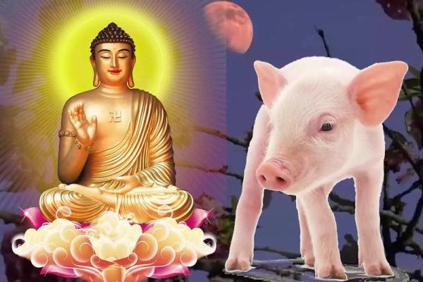 属猪金命者适合的颜色与生活运势的关系解析
