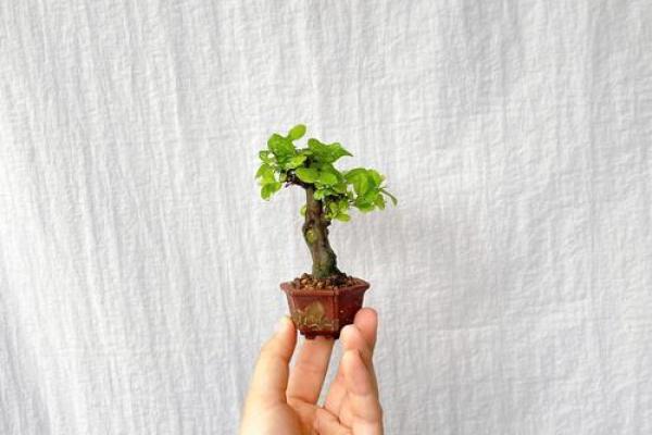 金命之人适合养什么盆景？探索最佳选择与养护指南