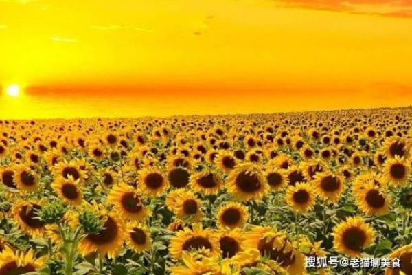 1967年属鸡者的命运与人生哲学解析