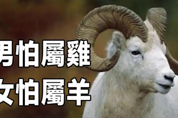 女命属鸡忌哪些属相？解密命理与人际和谐的奥秘！