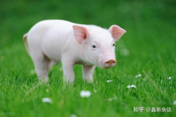 属猪冬月22日出生的命运分析与人生指导