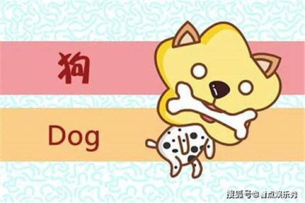 水命属狗者适合的颜色与生活选择指南