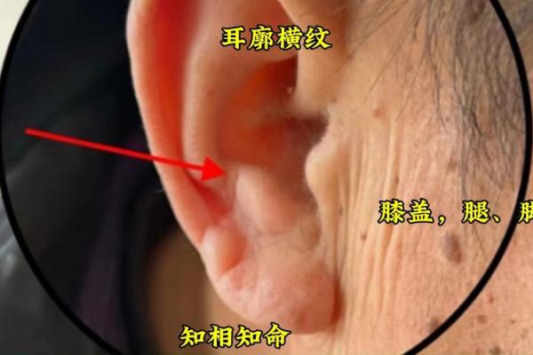 耳朵尖的女人：揭秘她们的命运与性格特征