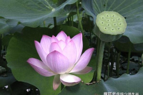 福星照命是什么生肖？揭示你的幸运与运势！