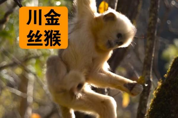 2020鼠年生人的命运解读与生活指南：你应该了解的智慧与挑战