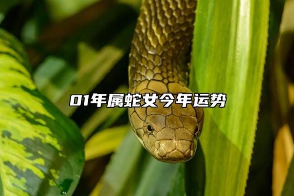 探秘2001年蛇属相的命运与性格特征