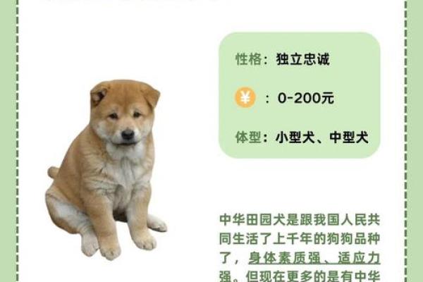 探秘1992年出生的狗狗命运与性格特征,有你想知道的吗? 探秘1992年出生的狗狗命运与性格特征,有你想知道的吗?