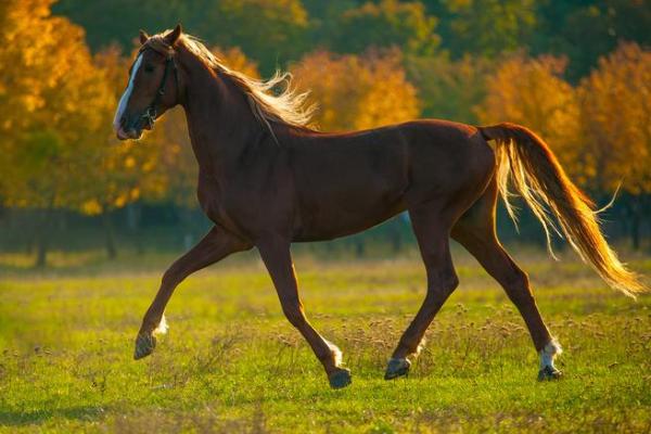 属马人士命运分析:最佳命格及其人生启示 属马人士命运分析:最佳命格及其人生启示